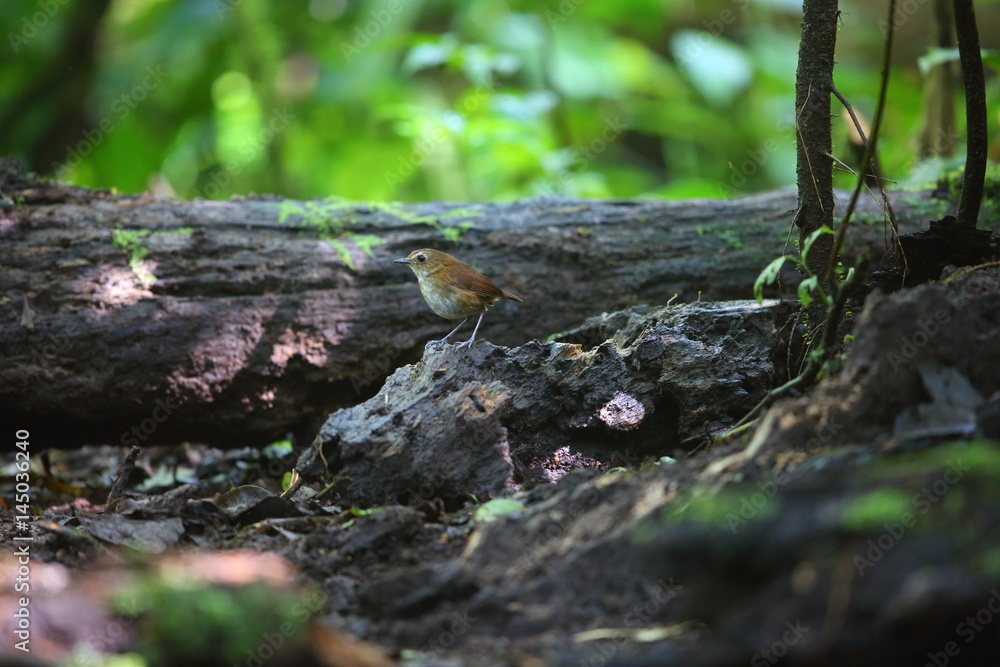 Lesser Shortwing (Brachypteryx leucophris) in Sumatra, Indonesia Lesser Shortwing (Brachypteryx leucophris) in Sumatra, Indonesia