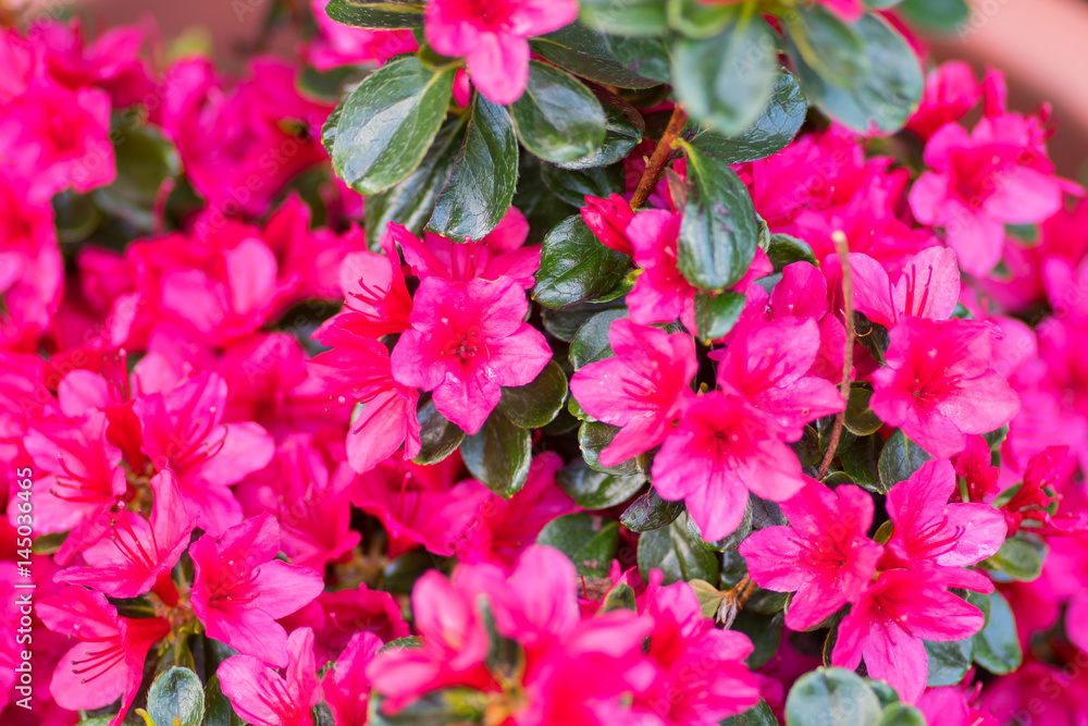 Azaleas crimson flowers in a garden Azaleas crimson flowers in a garden