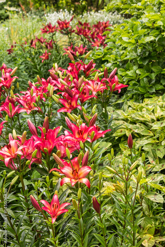 summer garden with pink lilies in bloom summer garden with pink lilies in bloom