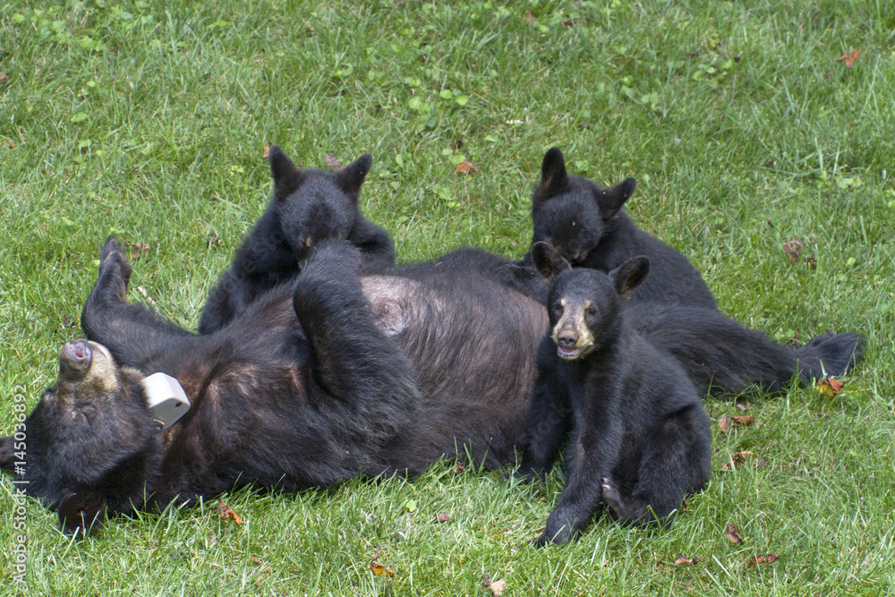Black Bear Nursing Her Hungry and Curious Cubs Black Bear Nursing Her Hungry and Curious Cubs