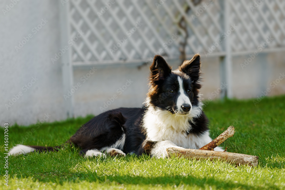 Border Collie Junghündin - 6 Monate alt Border Collie Junghündin - 6 Monate alt