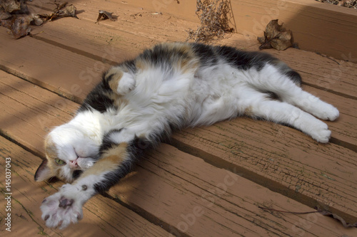 Little Calico Cat Stretches Big