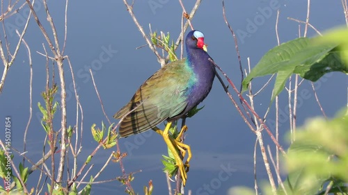 Purple Gallinule on a branch near lake