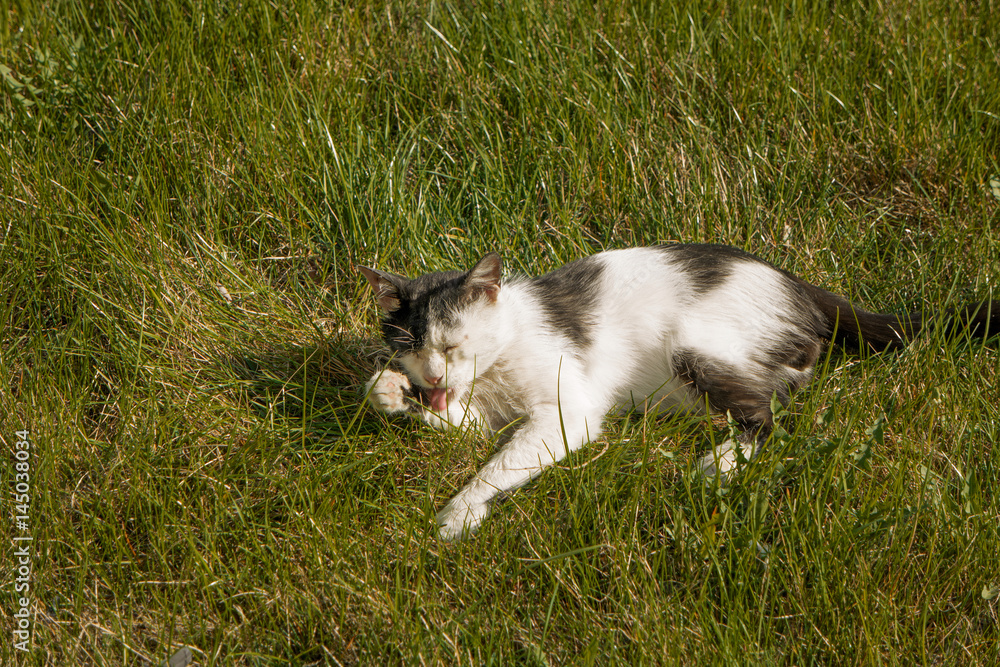 Black and white cat grooming itself in spring grass