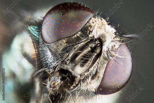 Macro Focus Stacking - Common Green Bottle Fly, Greenbottle Fly , Lucilia sericata 