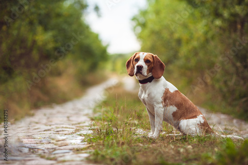 Foto A Cute Beagle Dog In The Nature