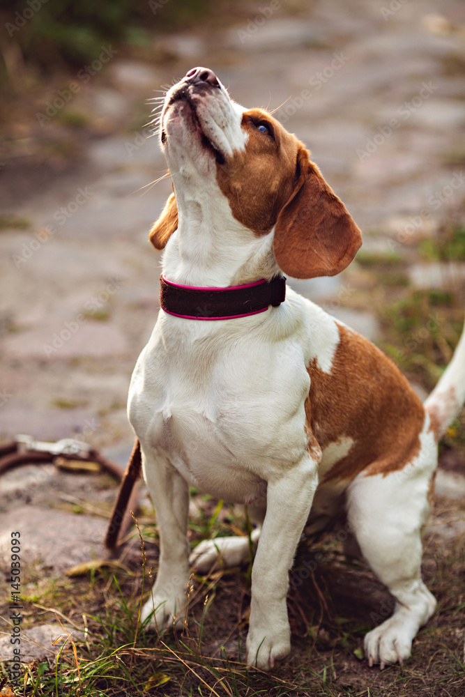 A Cute Beagle Dog A Cute Beagle Dog