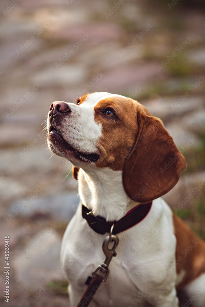 Portrait Of Beagle Dog