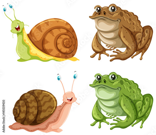 Frogs and snails on white background