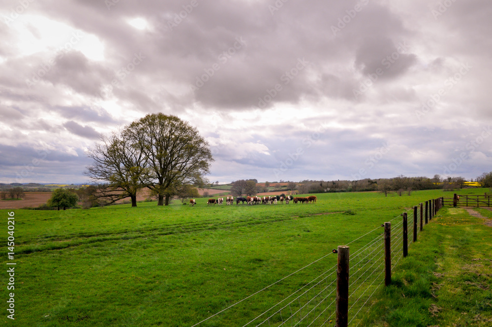 Cows in a field on a farm pasture