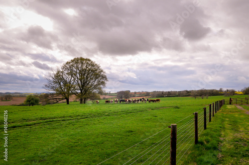 Cows in a field on a farm pasture © tommoh29