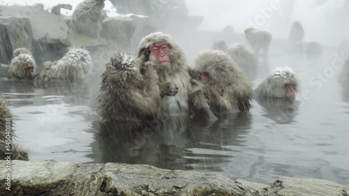 The Japanese Macaque (Snow) Monkeys enjoying a bath in the Onsen of Jigokudani Yaenkoen 