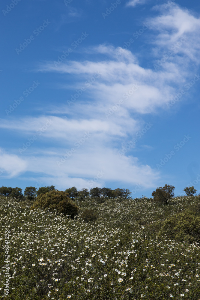 Fototapeta premium Quercus ilex landscape