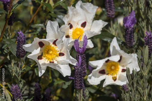 Konstfotografi Cistus ladanifer flowers