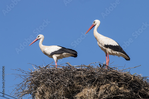 Two white storks on the nest