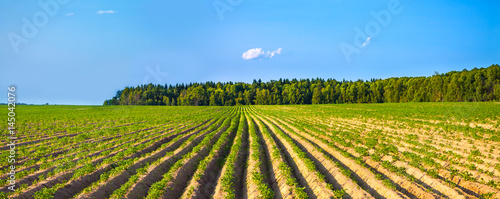 Fototapeta Naklejka Na Ścianę i Meble -  panorama rural landscape with a potato field