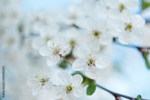 Flowering tree. Close-up of flowers on the branches, spring background. Shallow depth of field. Soft picture