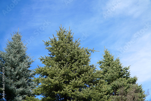 low angle view of pine tree under sunny blue sky © nd700