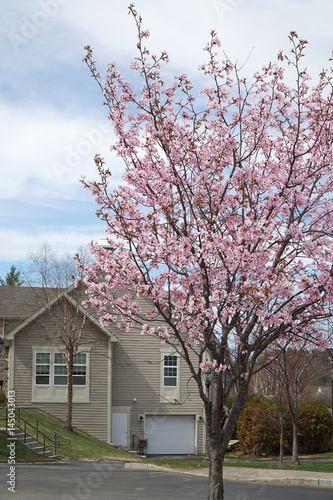 cherry blossom in residential area in spring © nd700