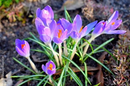Crocus krokusy
