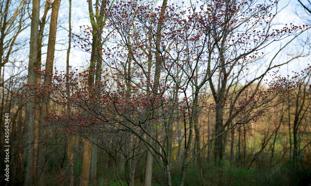 Naklejka premium red Begonia