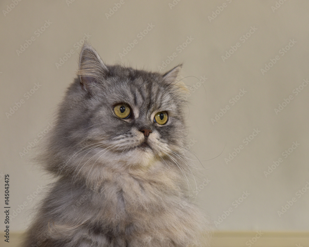 Fototapeta premium Katze