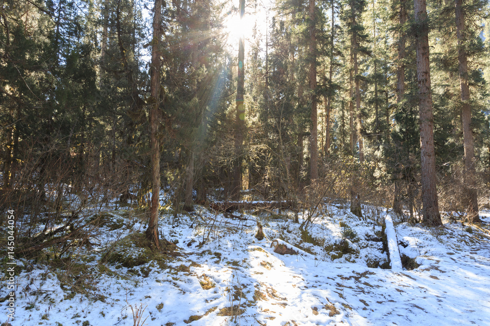 Sunshine in the winter forest