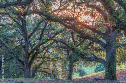 Coast Live Oak Forest (Quercus agrifolia) Sunset. Ed Levin County Park, Santa Clara County, California, USA.