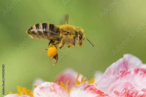 Bee in Poppy flower 
