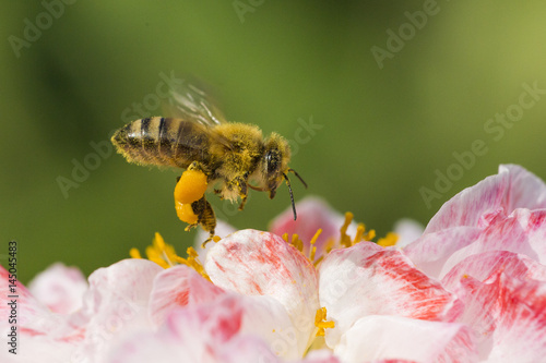 Bee in Poppy flower  © Mircea Costina