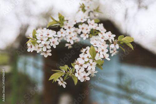 Blossom of cherry plum, beautiful background. Spring photo