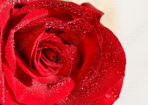 Red rose background