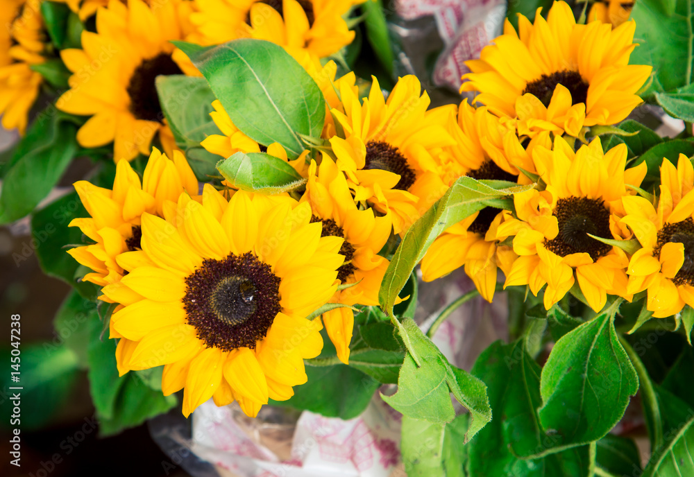 Obraz premium Amsterdam Flower Market