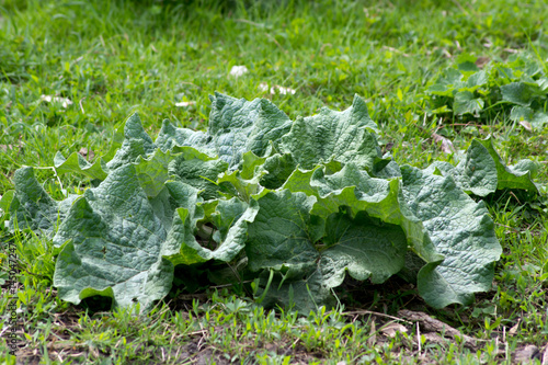 The acanthoides Carduus L. - roadside thistle photo