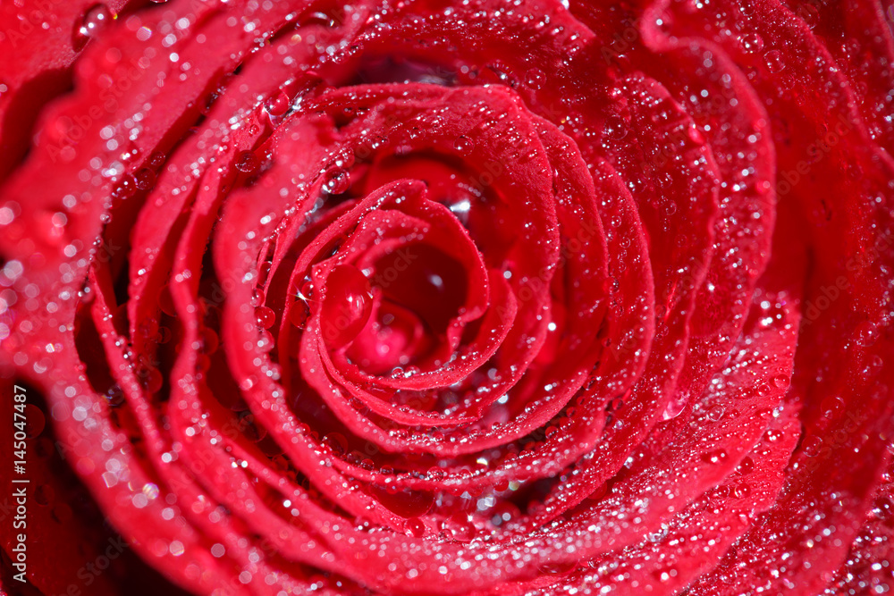 Naklejka premium Red rose background