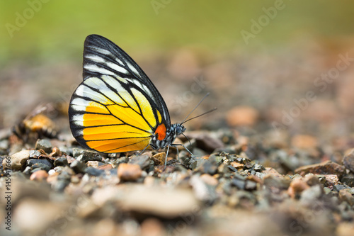 Close-up of beautiful butterfly resting on the ground