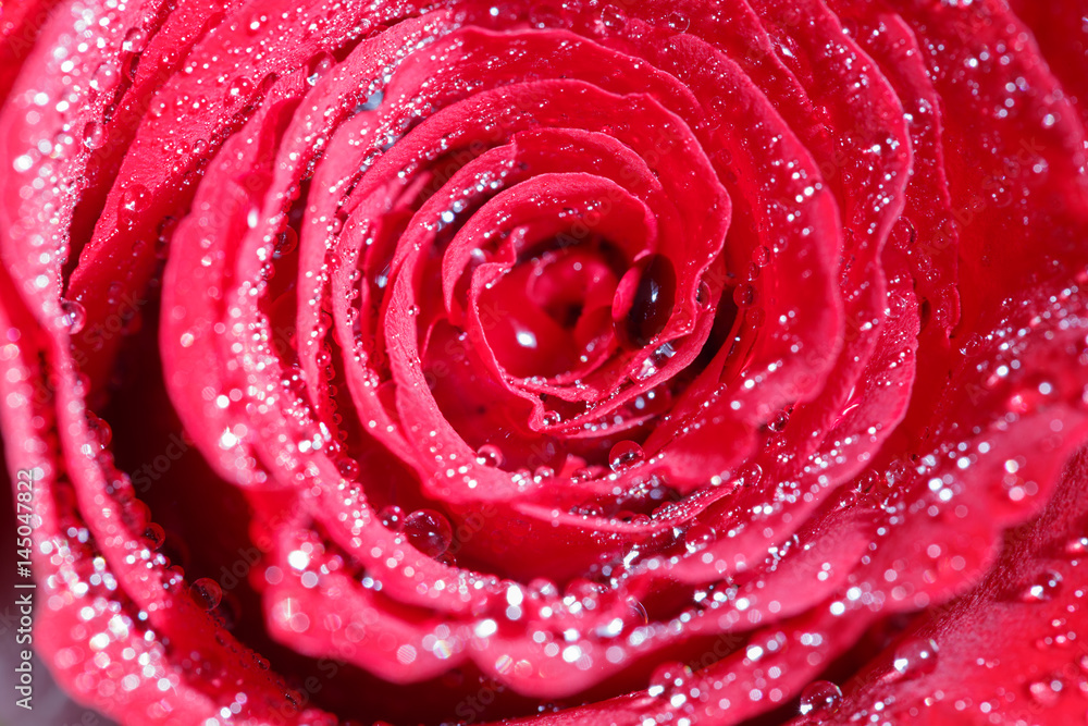 Red rose background