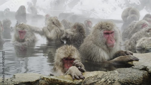 The Japanese Macaque (Snow) Monkeys enjoying a bath in the Onsen of Jigokudani Yaenkoen 