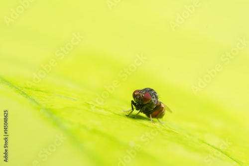 Close up photo of Drosophila melanogaster on leaf photo