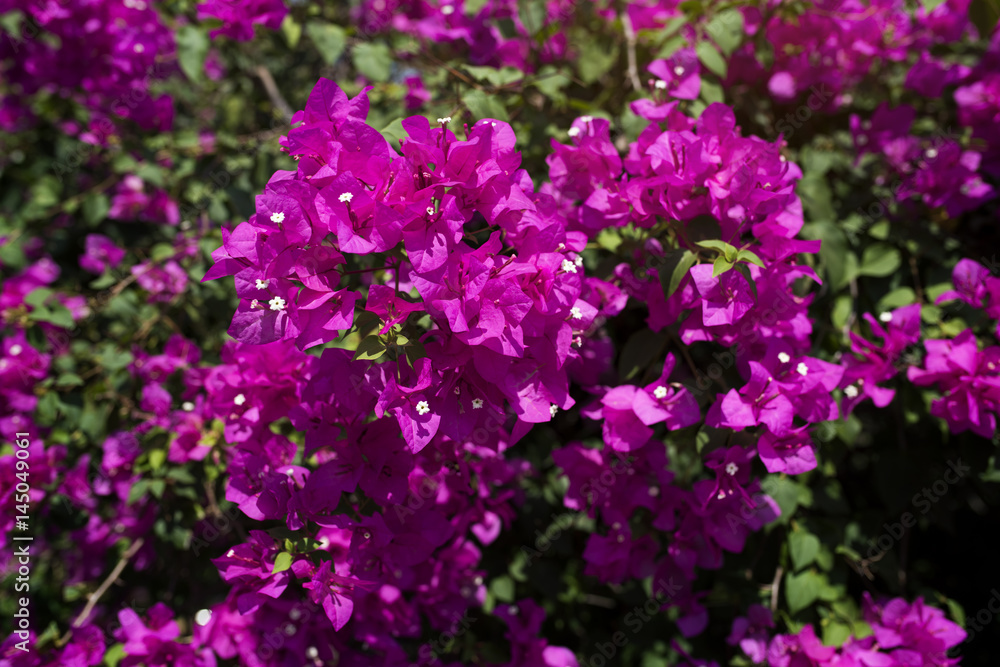 Pink Purple Bougainvillea Real Flower