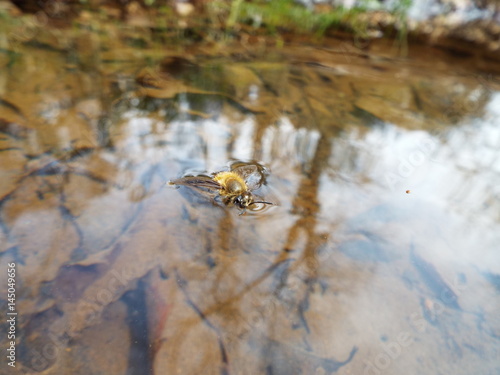 溺れているミツバチ honey bee