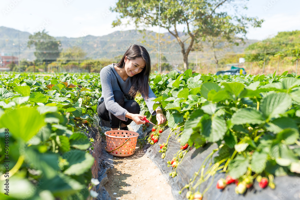 Fototapeta premium Picking strawberry in field