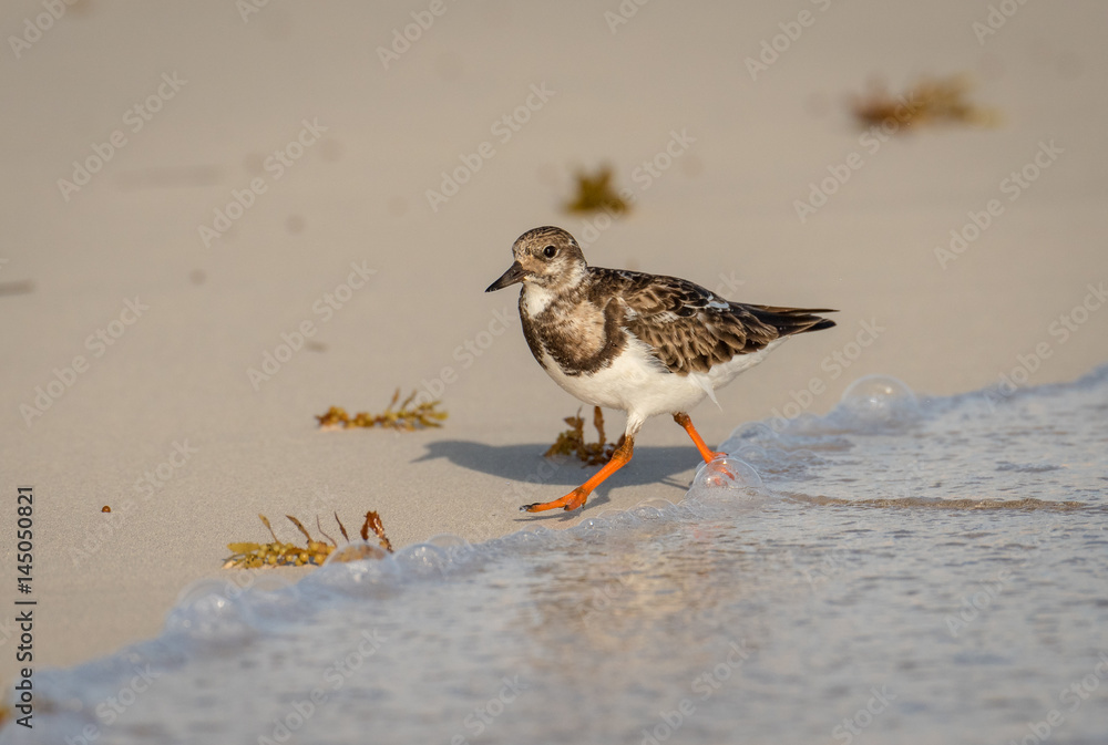 Ruddy Turnstone non-breeding adult shorebird forages for food on the beach in Yucatan. Ruddy Turnstone non-breeding adult shorebird forages for food on the beach in Yucatan.