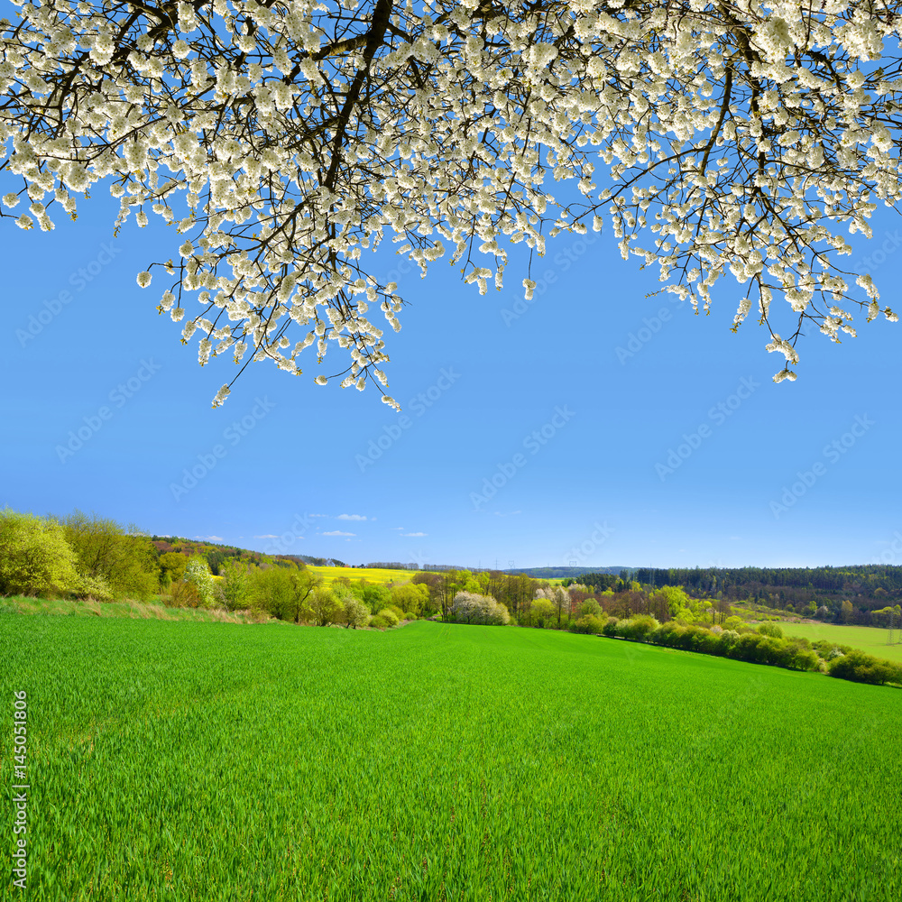 Spring landscape with flowering branch cherry tree.