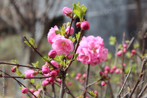 Flower Flowers Pink Bloom Blooms Blossom Blossoms Brown Twig Twigs Branches Branch Green Leaf Leaves Amdo Tibet Plateau China Qinghai Xining City Park Parks Nature