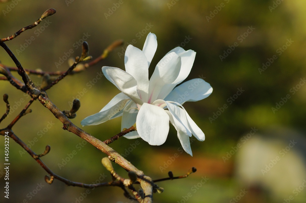 Beautiful white flowering magnolia - flowering tree
