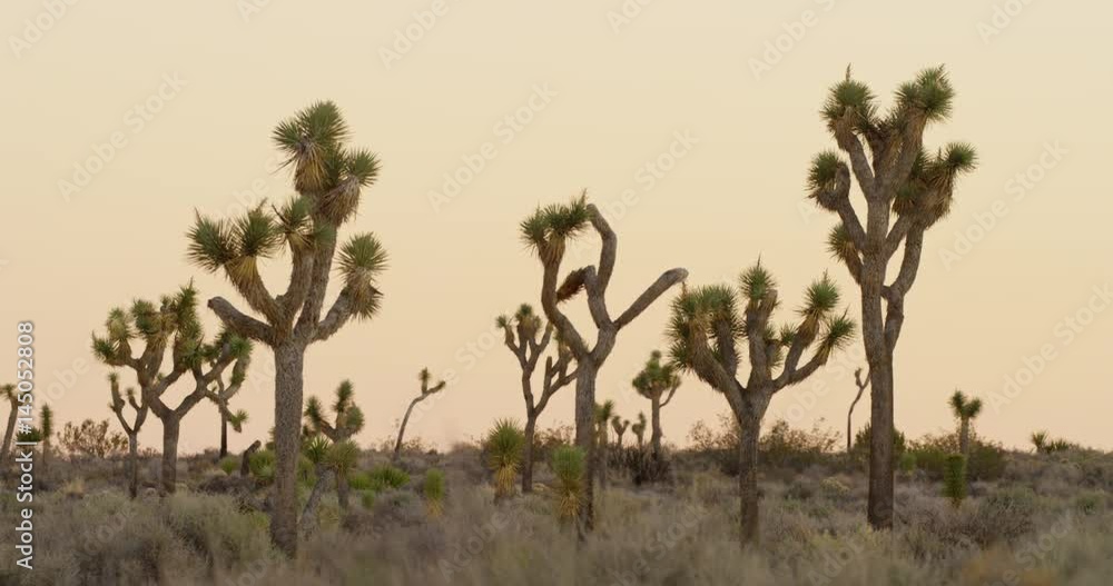 Joshua Tree National Park during sunset time. Joshua Tree National Park during sunset time.