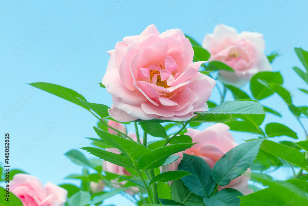 fresh fragrant bloom pink roses fresh fragrant bloom pink roses