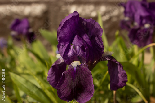 Separate beautiful iris grows in the garden.