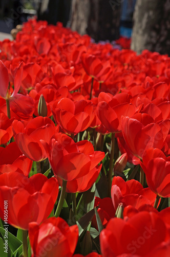 Beautiful tulips bloom in the spring in city parks and squares photo